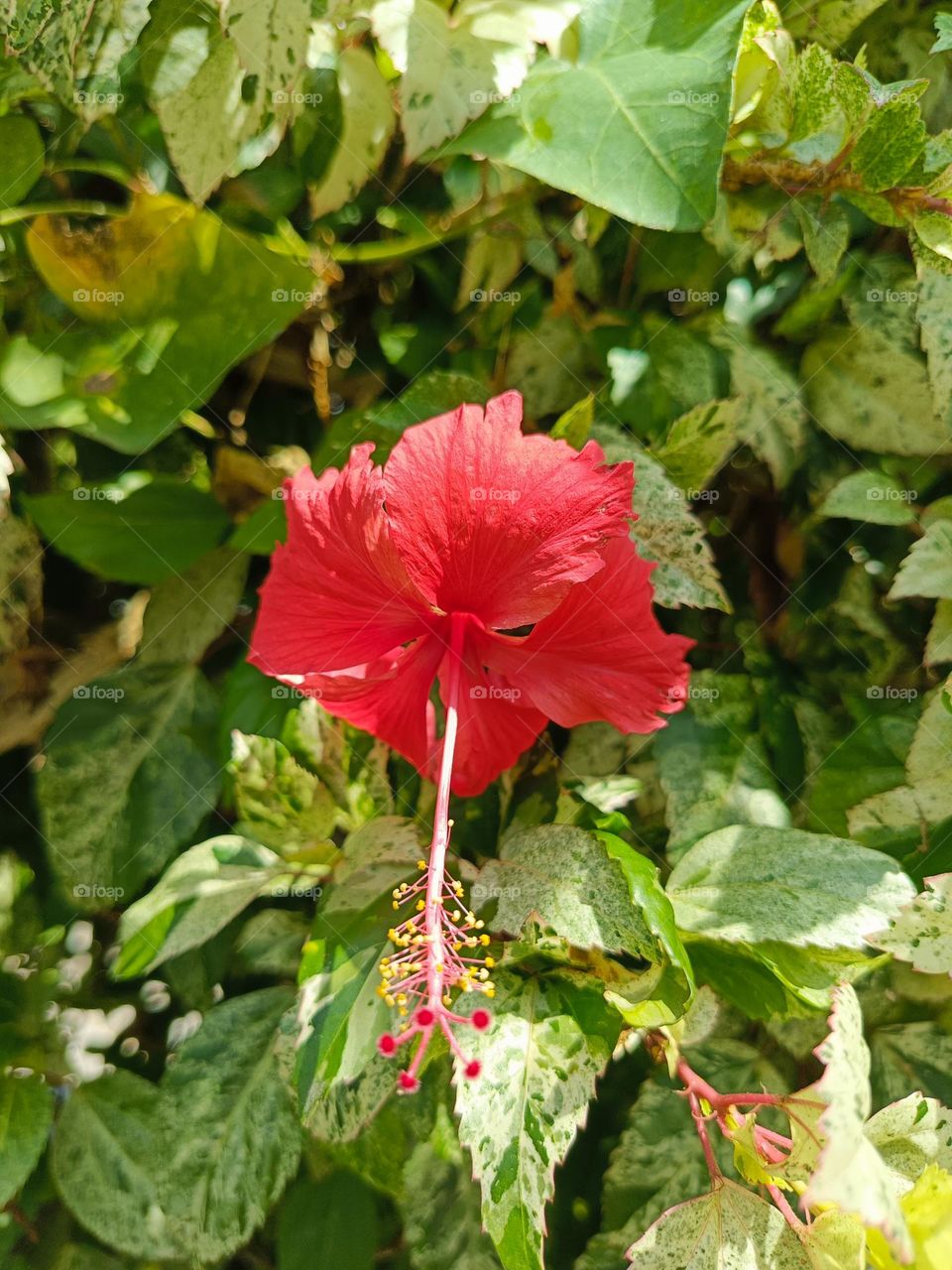 "A fiery bloom amidst a sea of green, nature's boldest whisper of beauty."