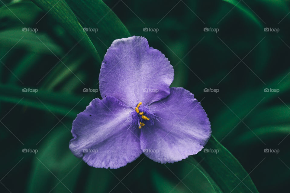 The best miracle of the Earth - flowers!
 
Flowers are the decoration of the earth. Flowers are the decoration of summer. Without flowers, earthly life would lose its charm altogether. Flowers are the smiles of the sun