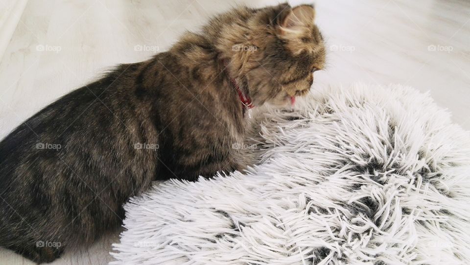 fluffy cat playing