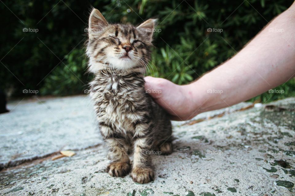 cuddling a kitten - animal portrait