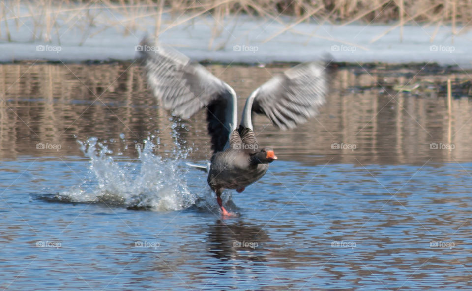 water bird take off by anrool