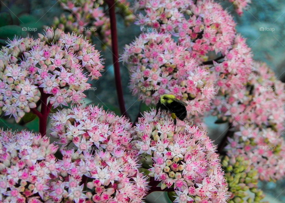 sedum