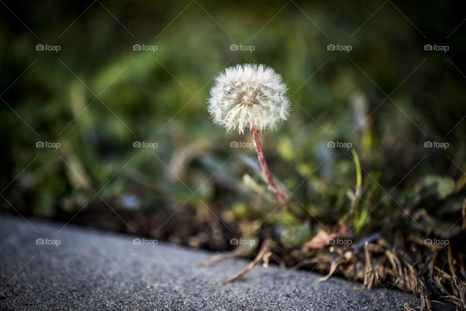 Dandelion gone to seed