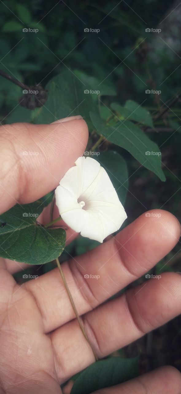 White flowers in the crush of fingers.