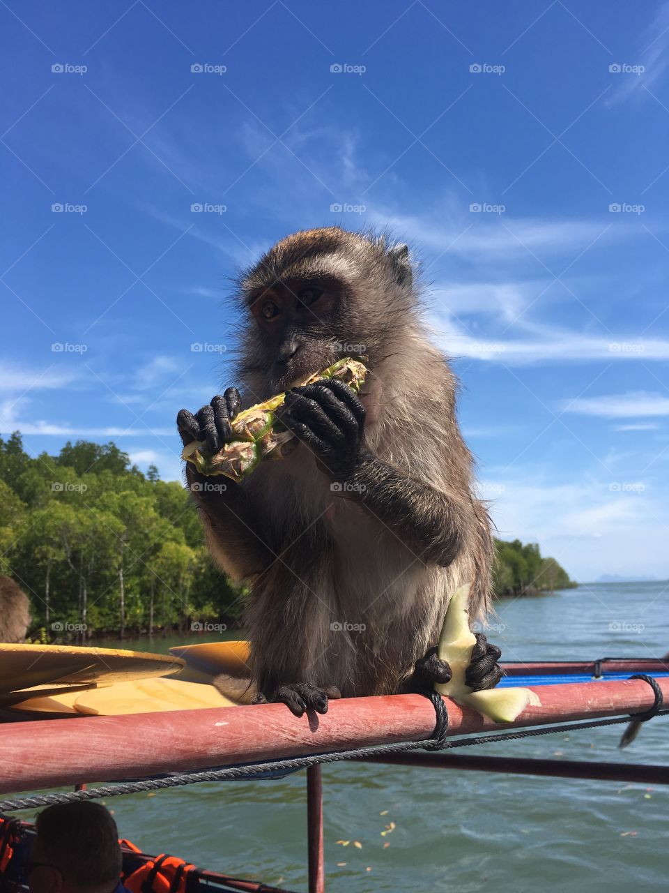 Happy monkey enjoying a pinapple