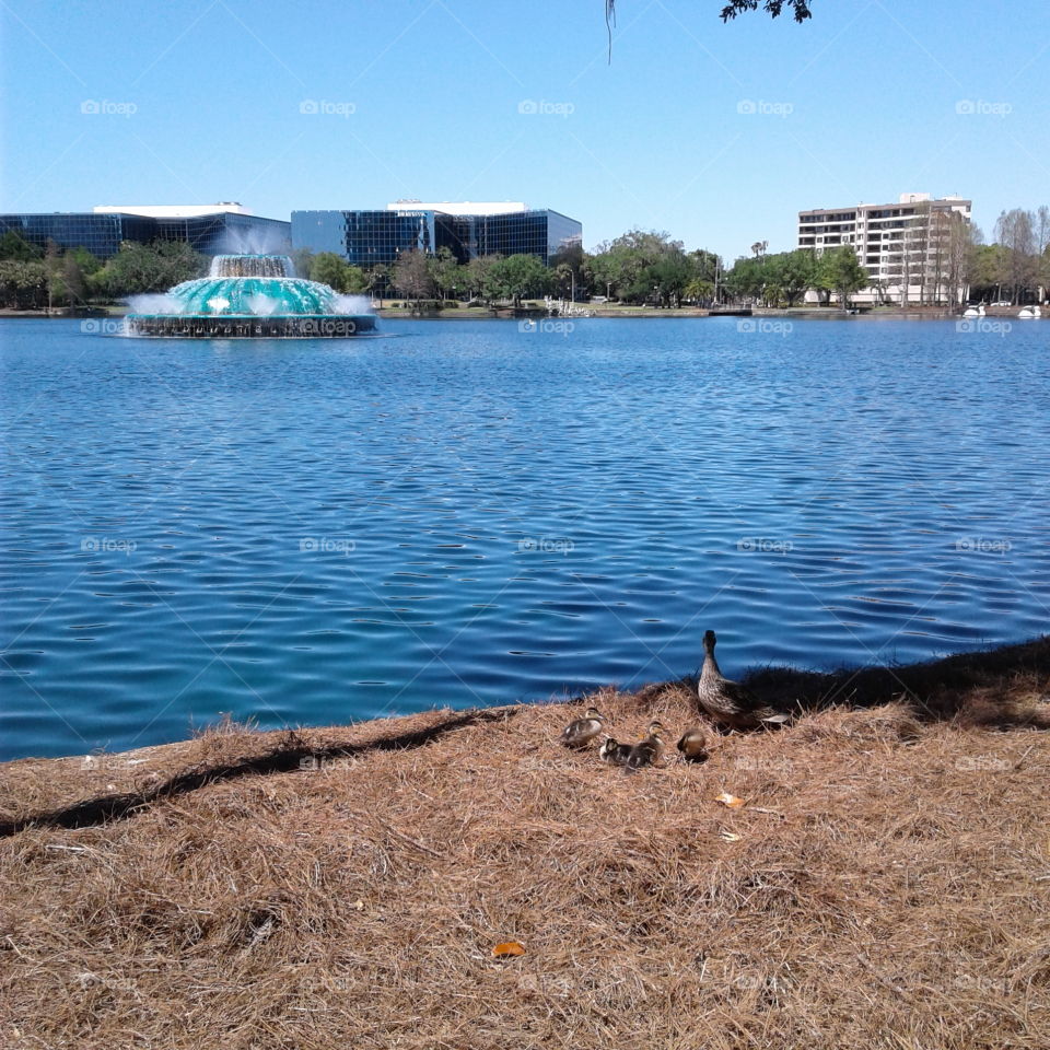 Fountain and ducks at Lake Eola in Orlando, Florida
