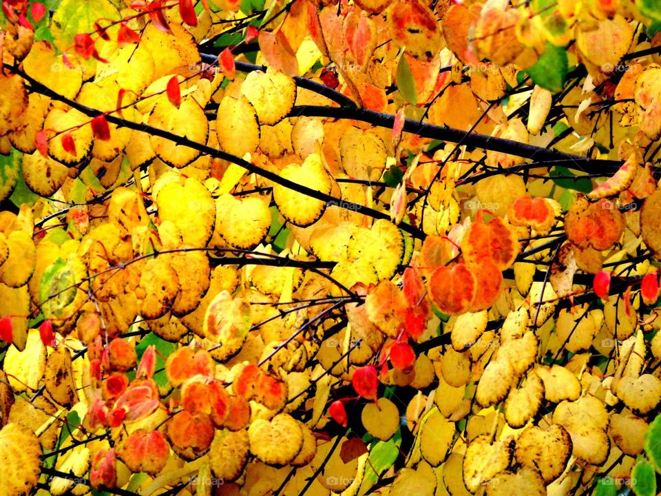 autumn foliage