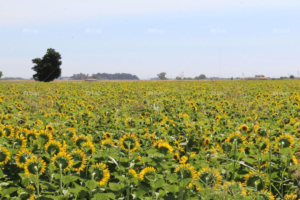 California sunflower field