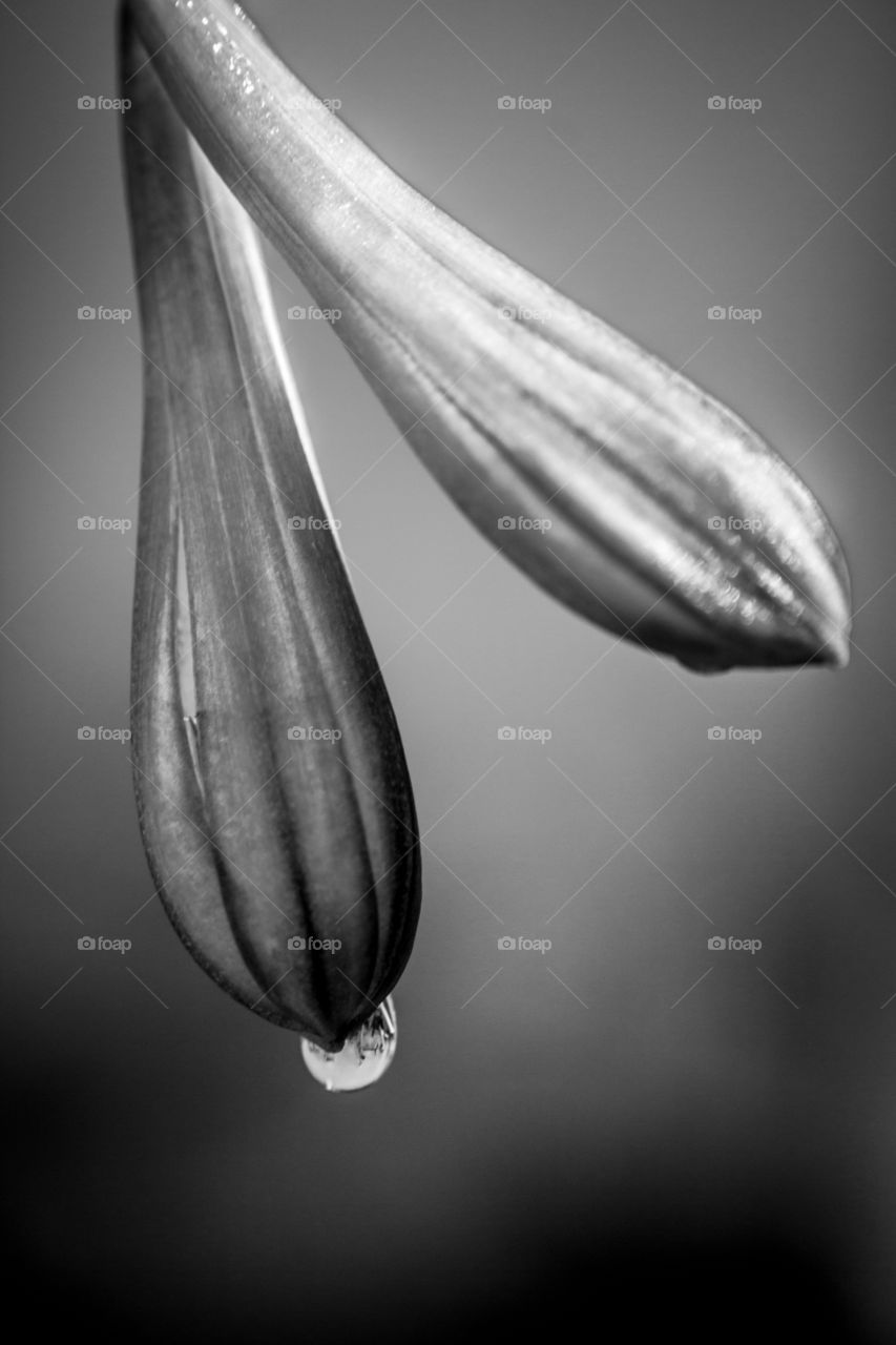 Black and white lily of the nile flower