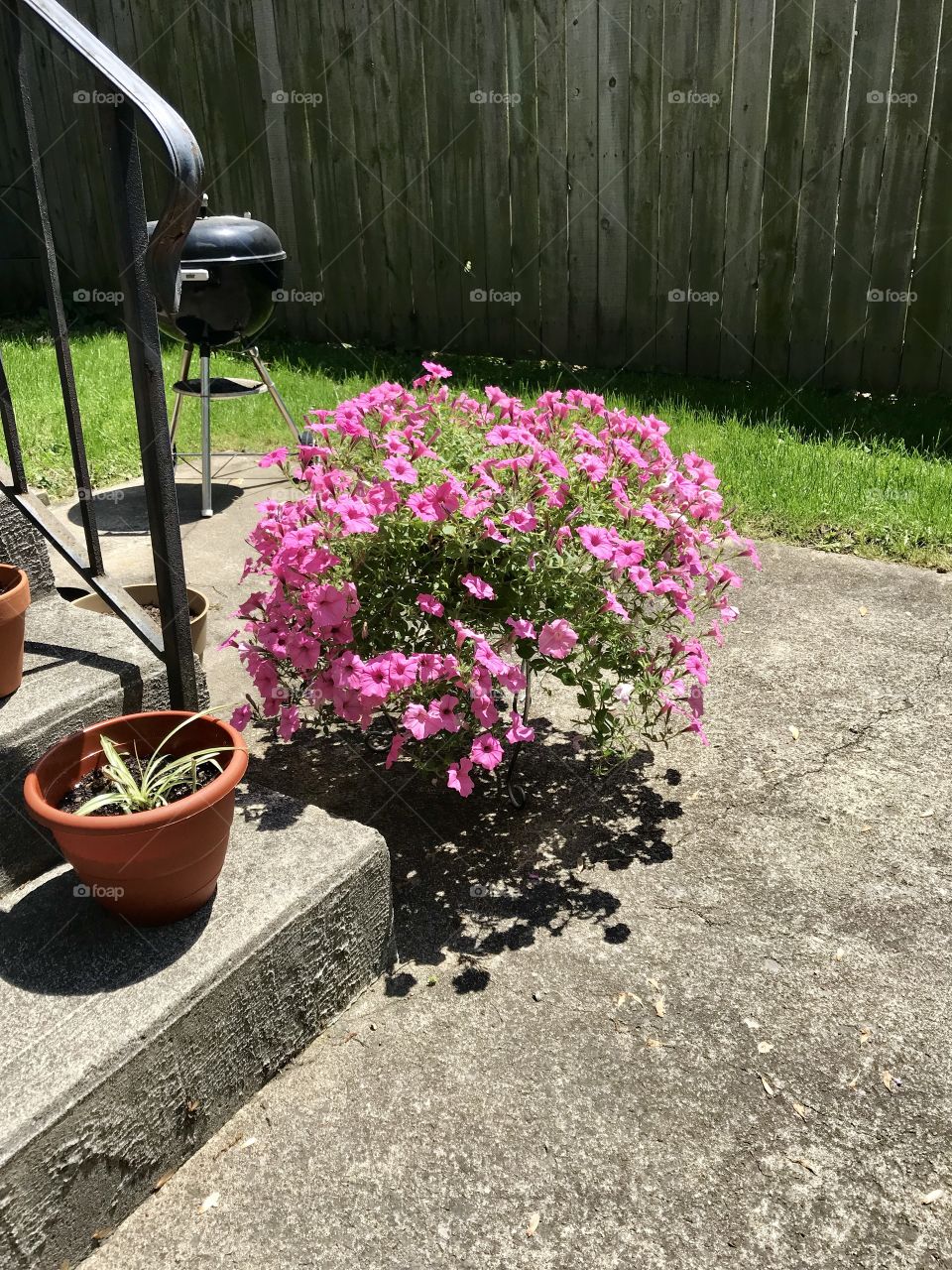 Sun loving pink petunia flowers on the back porch 