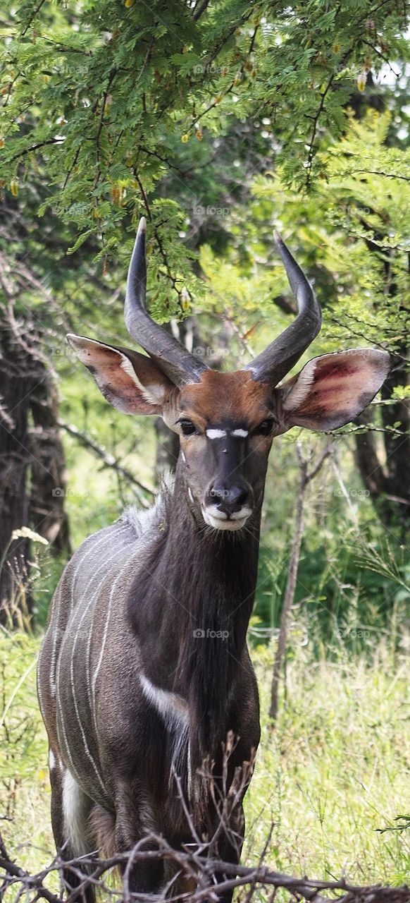 young Njala bull