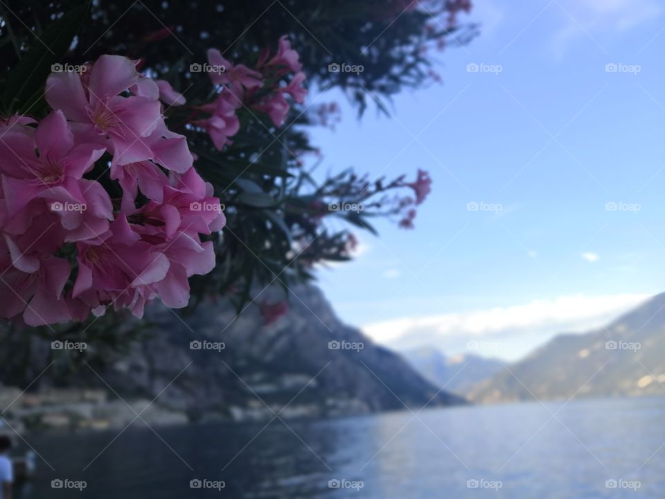 Pink oleander with the mountains bchground