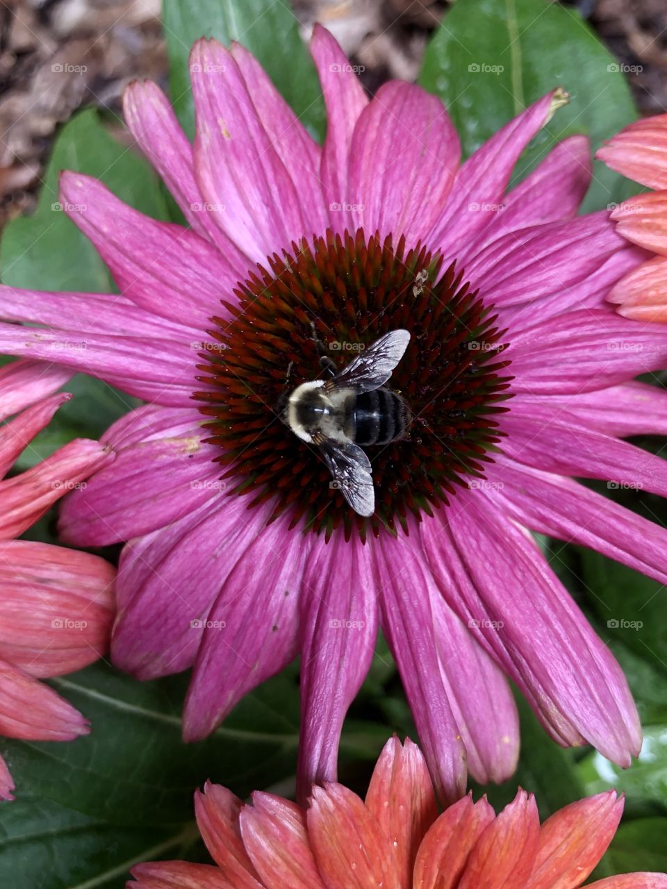 Overhead closeup of bee pollinating purple coneflower 