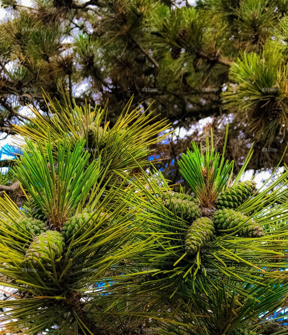 Pinecones growing on a tree