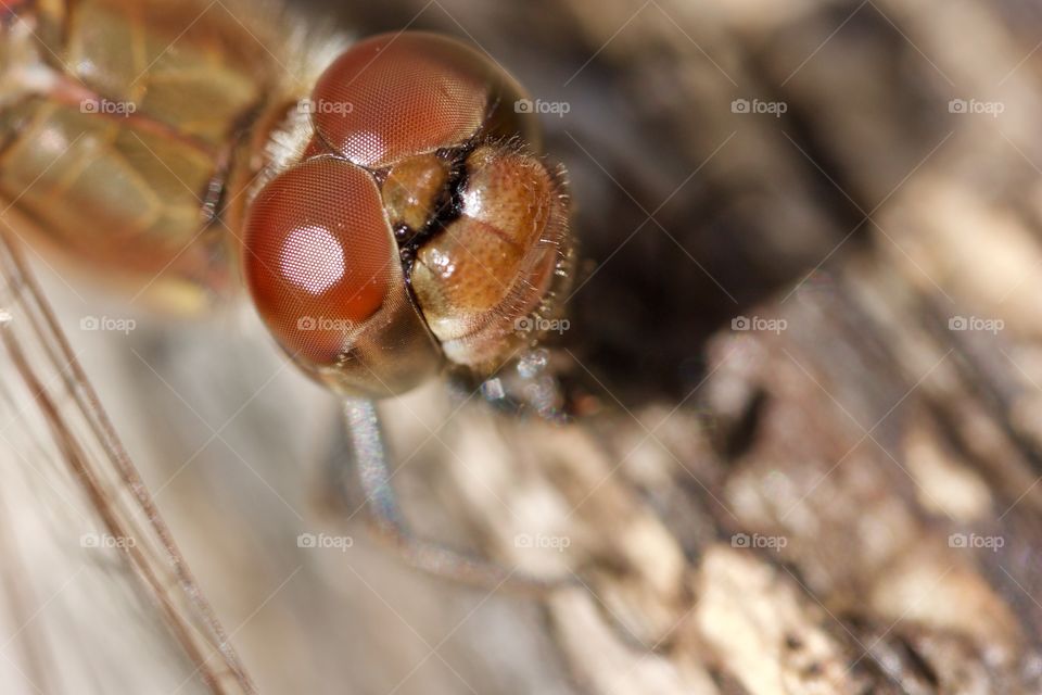 Dragonfly Close-Up