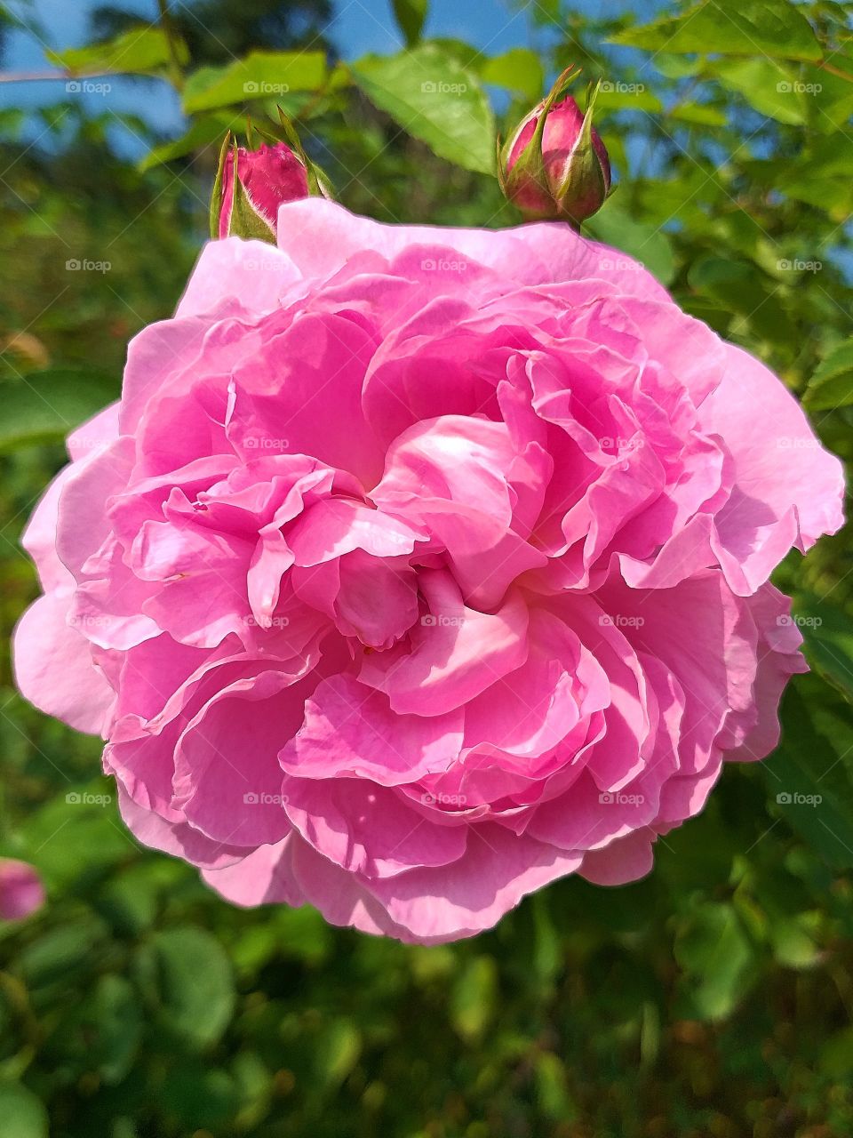 pink rose. rose background
