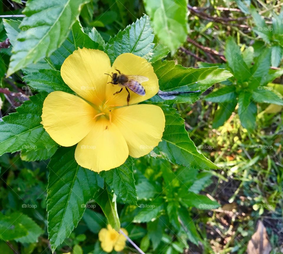 Buzzing bee, yellow flower