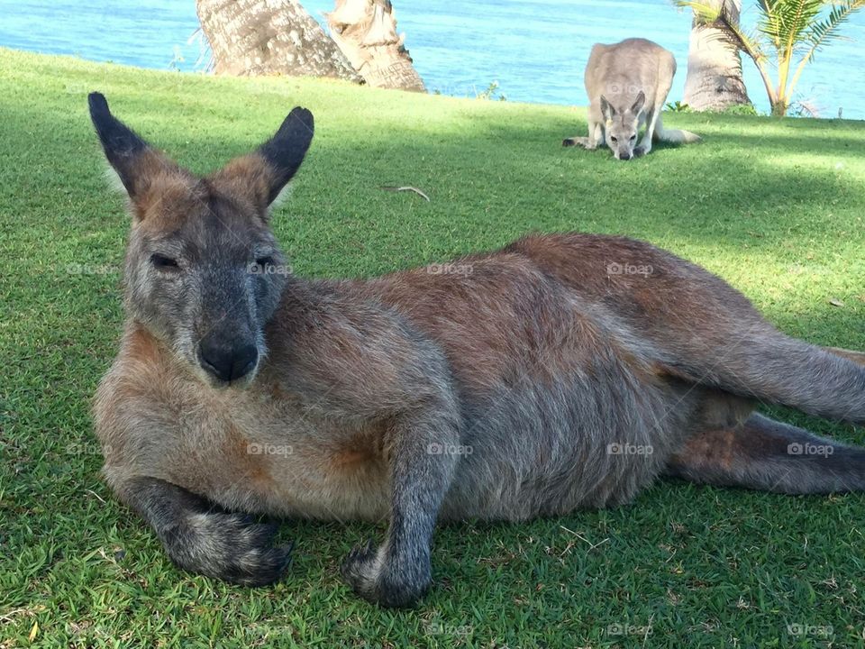 Lounging Kangaroo 