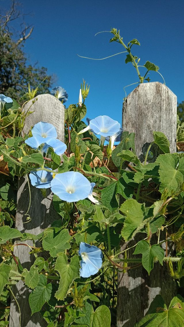 blue