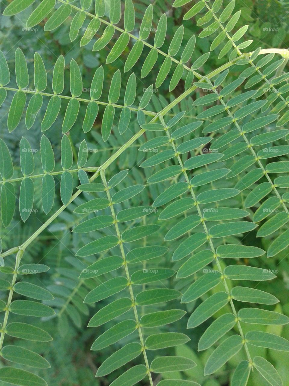 acacia leaves. green acacia leaves