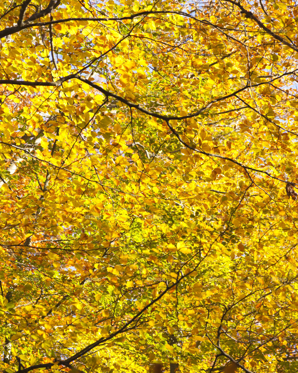 yellow tree leaves forrest by ablo