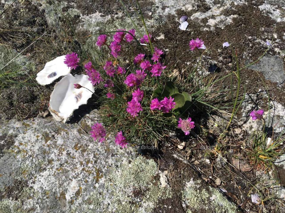 Bohus county Sweden