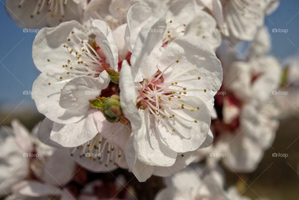 Close-up of white flower