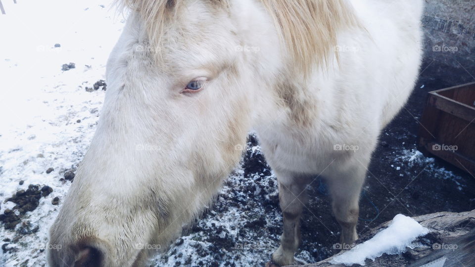 a horse in winter
