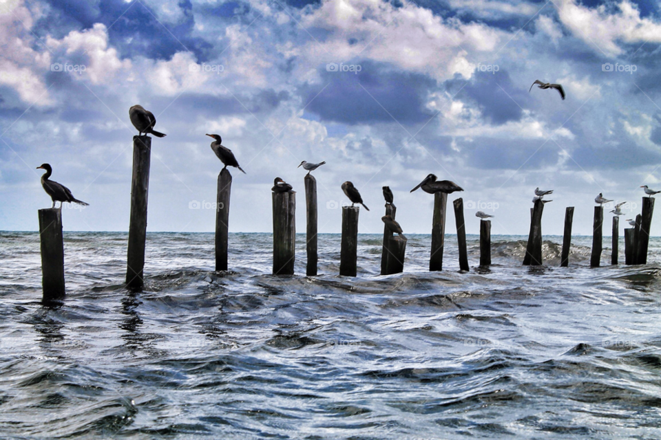 sky nature birds seagull by Elina