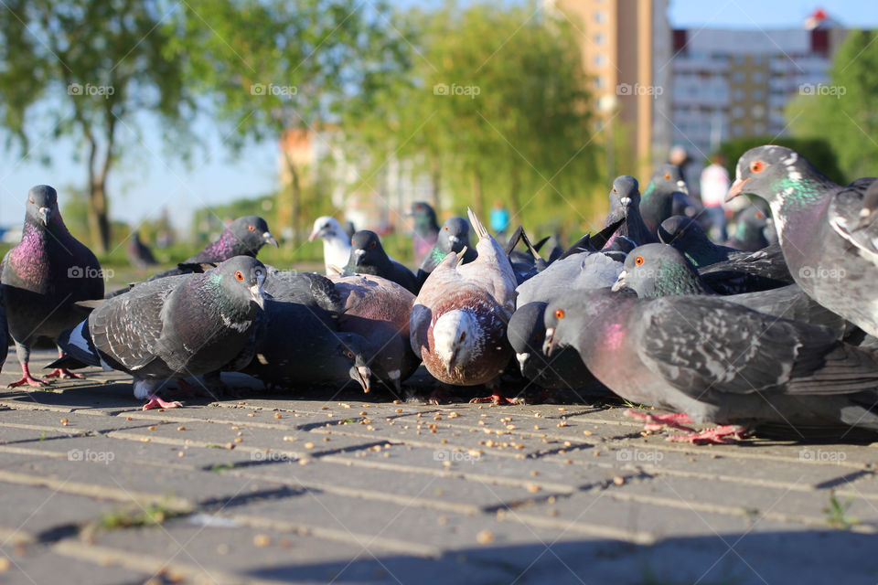 Pigeon, bird, "living being", fauna, nature, park, eat, grains, take off, landscape