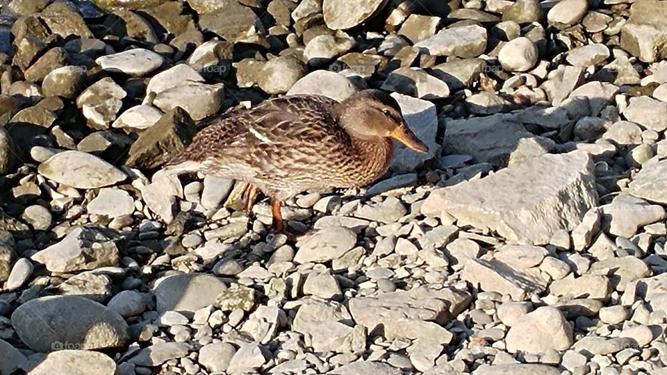 A duck at Rhine