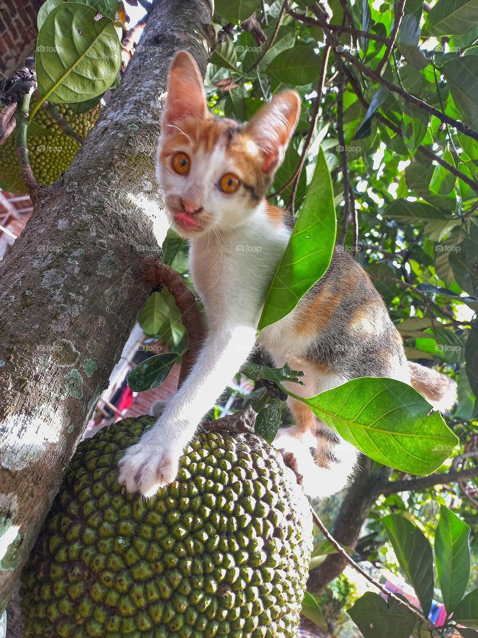Kitten on jackfruit