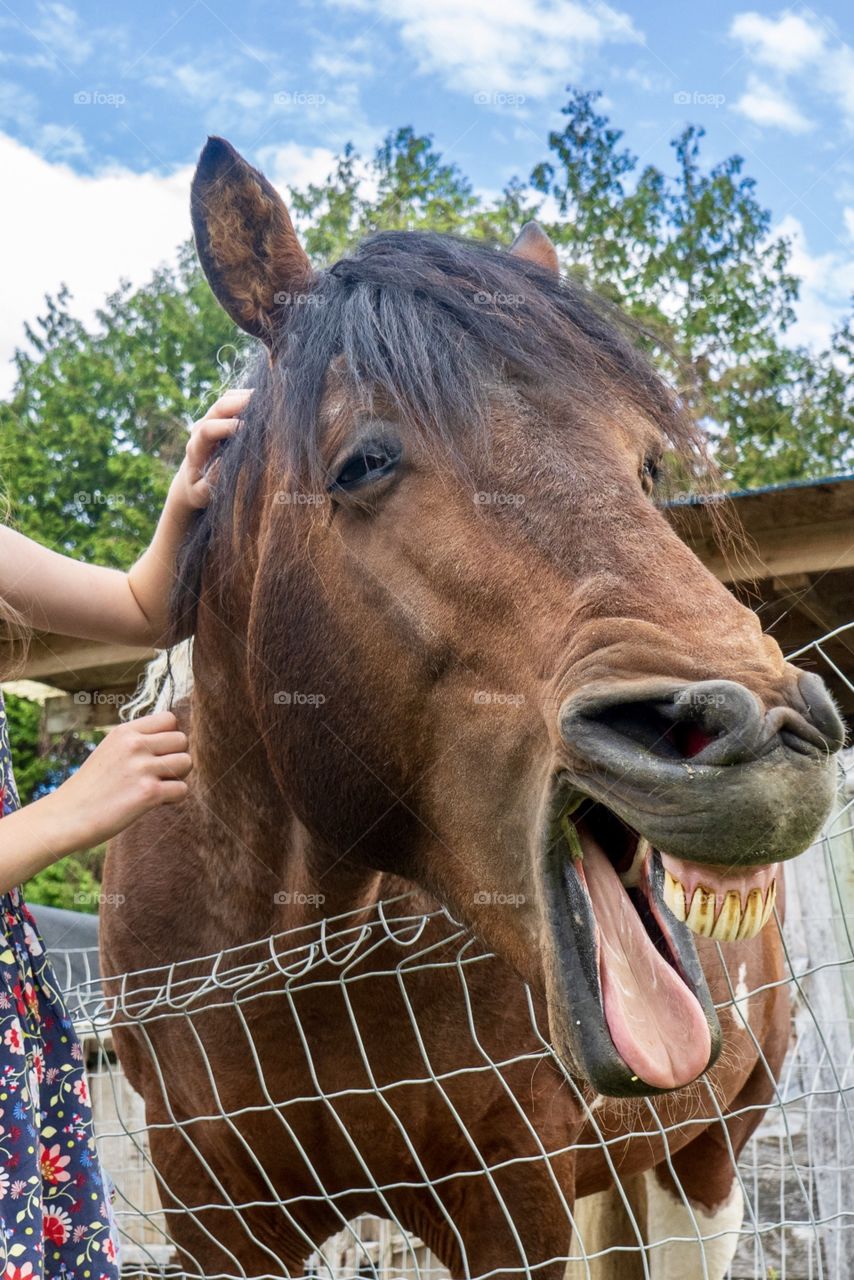 Horse smiles with open mouth while being caressed 