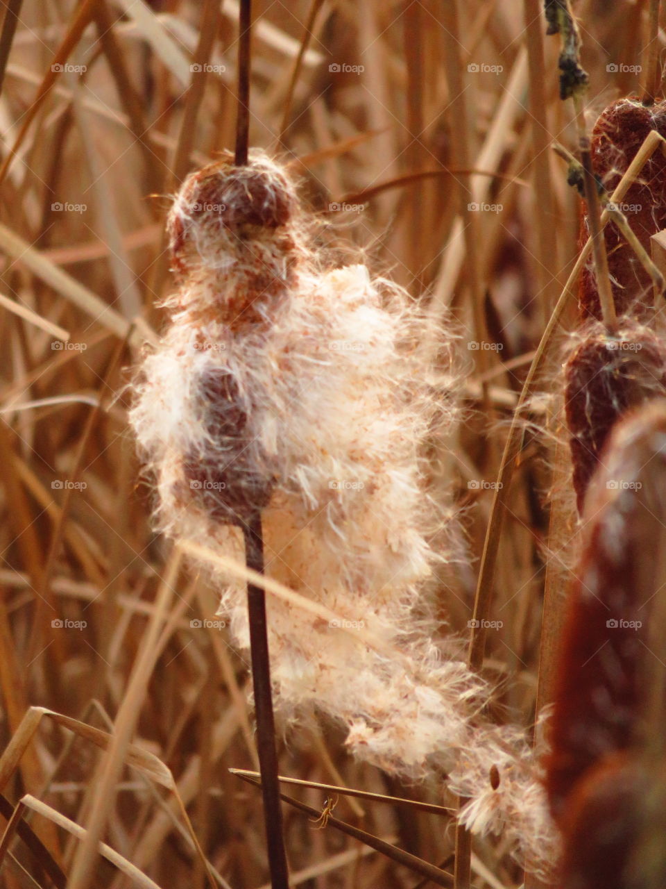 burst reed