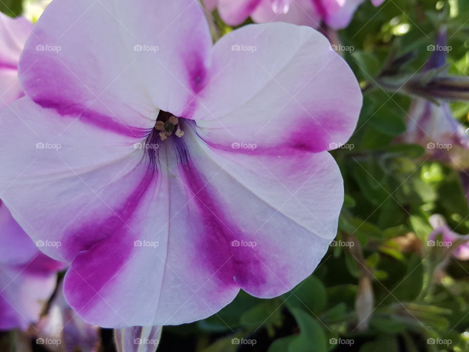 petunias