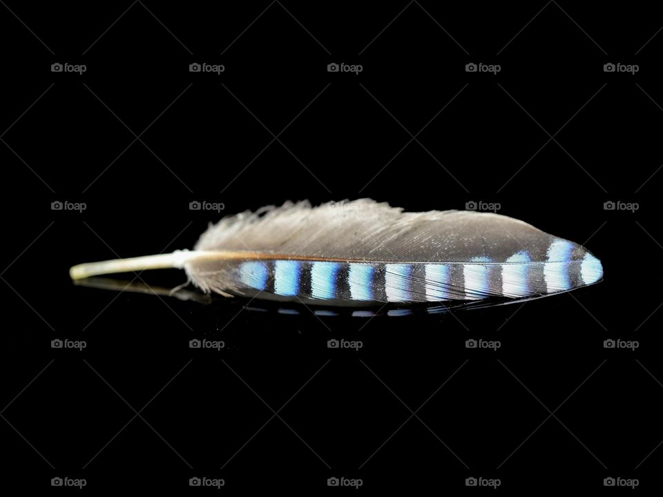 Feather of Eurasian jay