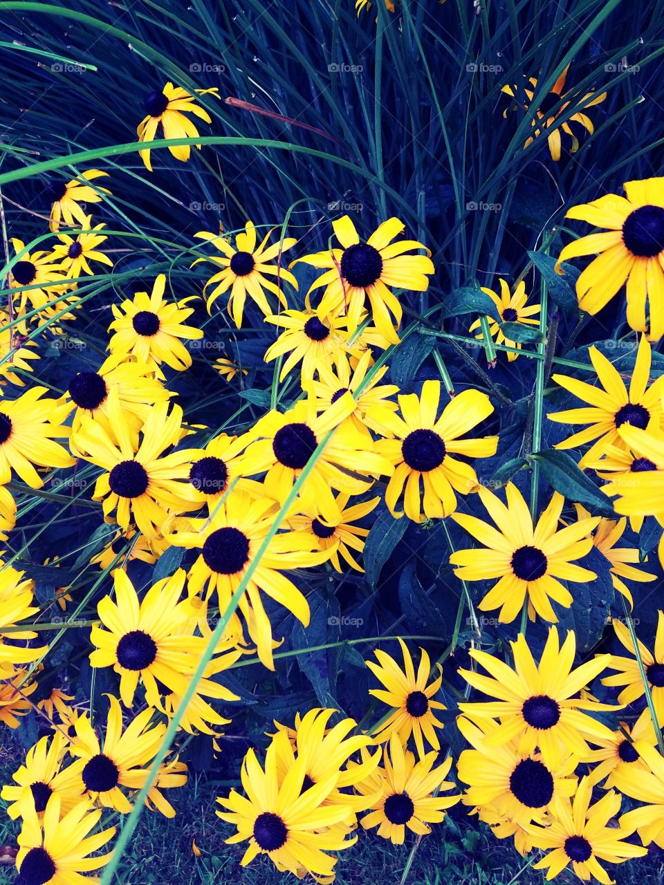 New York City - August 2017 - Taken on Android Phone - Galaxy S7 - Black Eyed Susan Flowers in Bayside NY