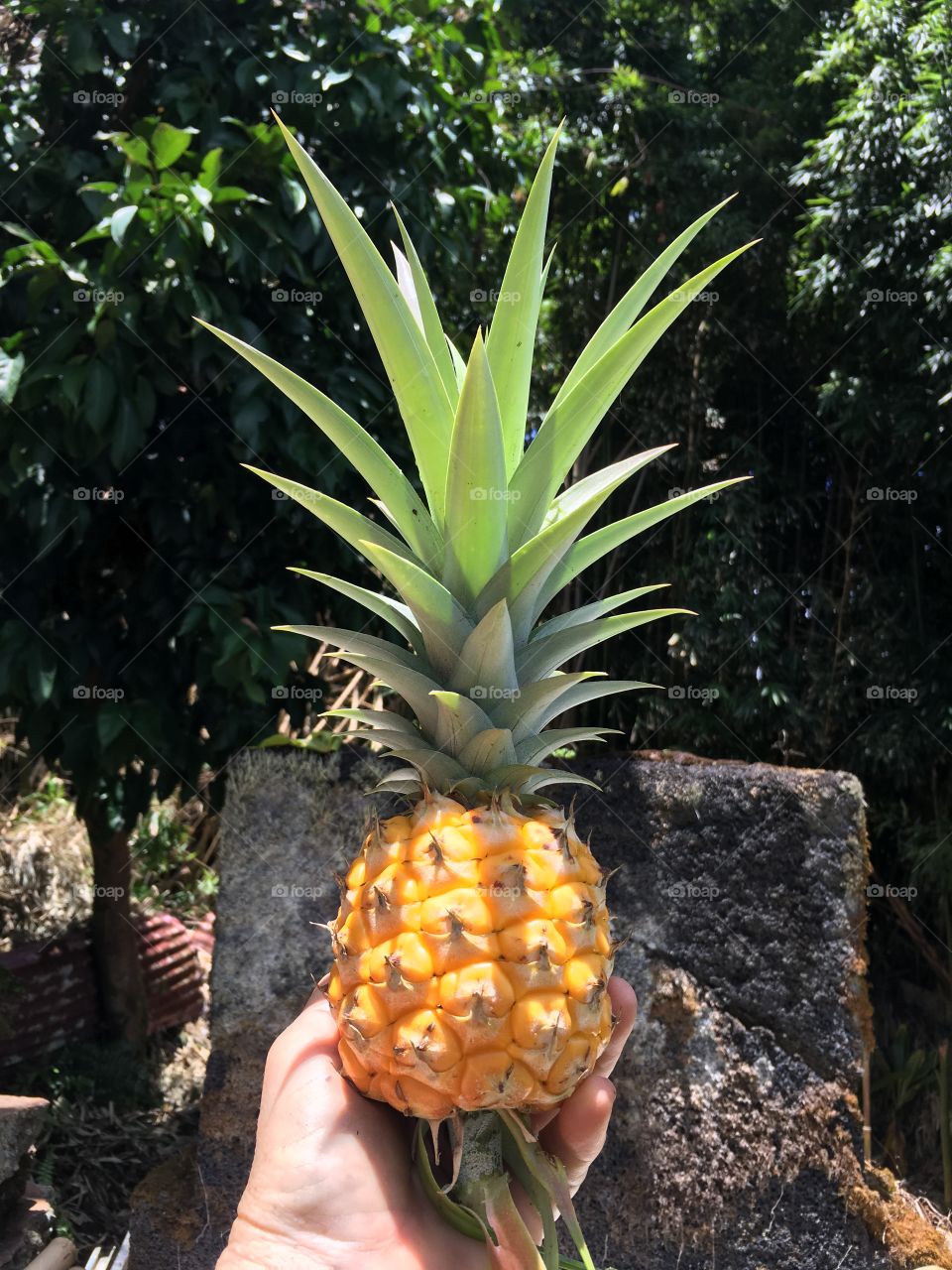 Pineapple in hand