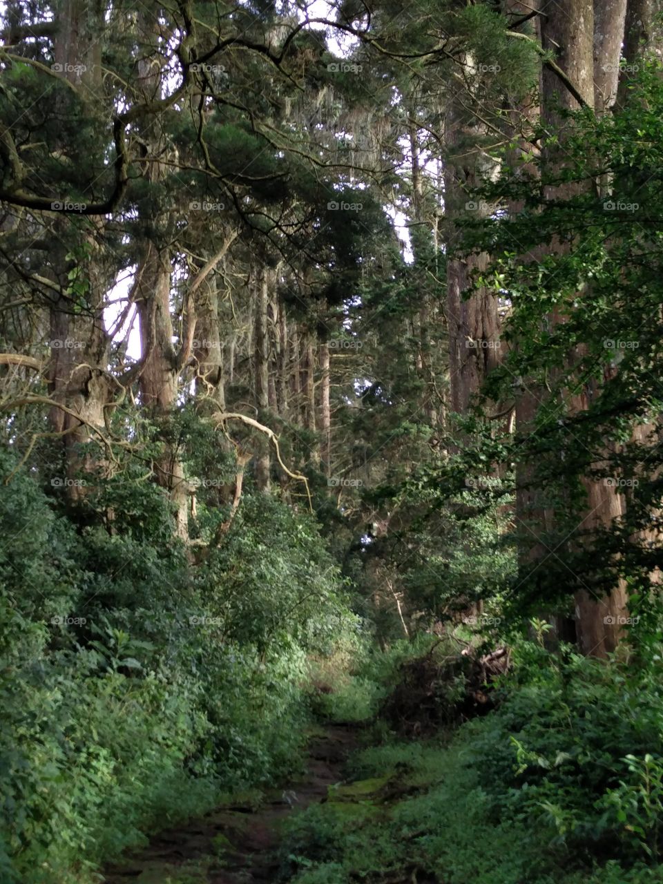 wooden forest