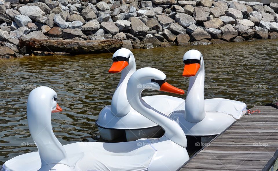 Swan Boats