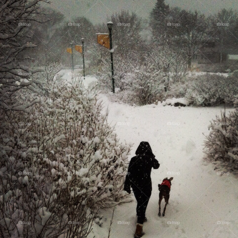 university of minnesota snow winter dog by cthom38