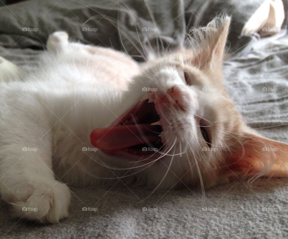 Big yawn, small cat