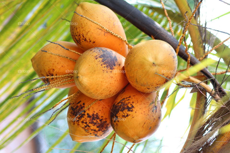 tropical coconuts