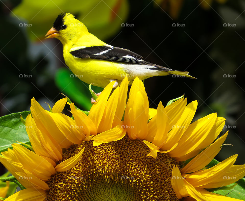 American Goldfinch On A Sunflower