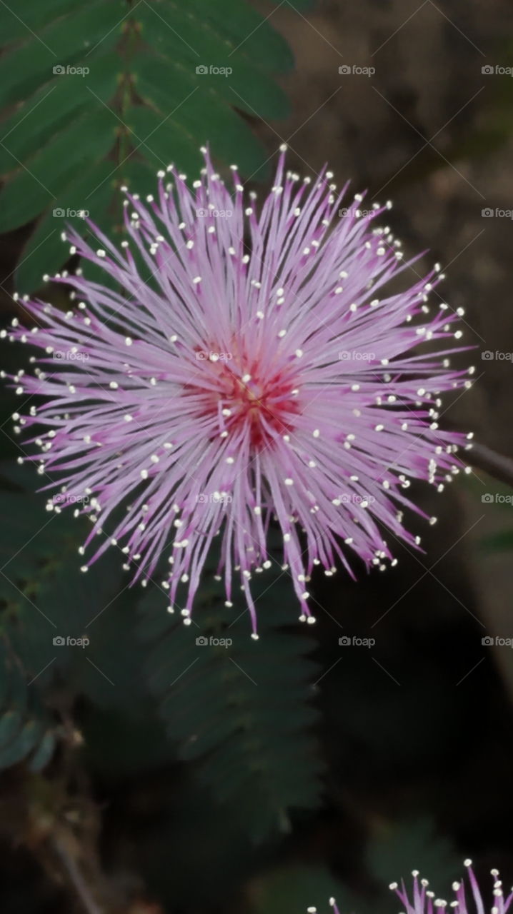 Pink flower. Flowers found in India 