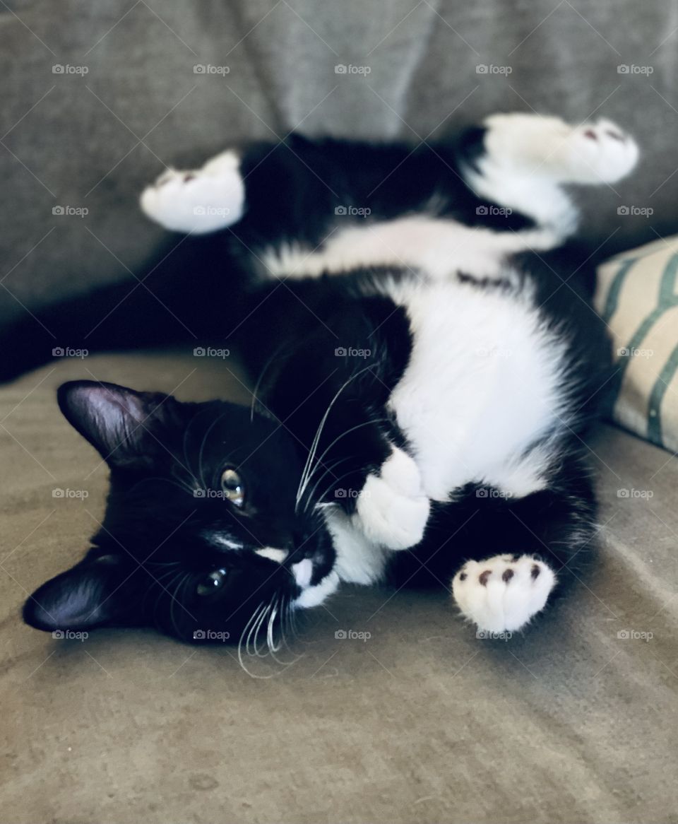 Strikingly beautiful, black & white kitten 