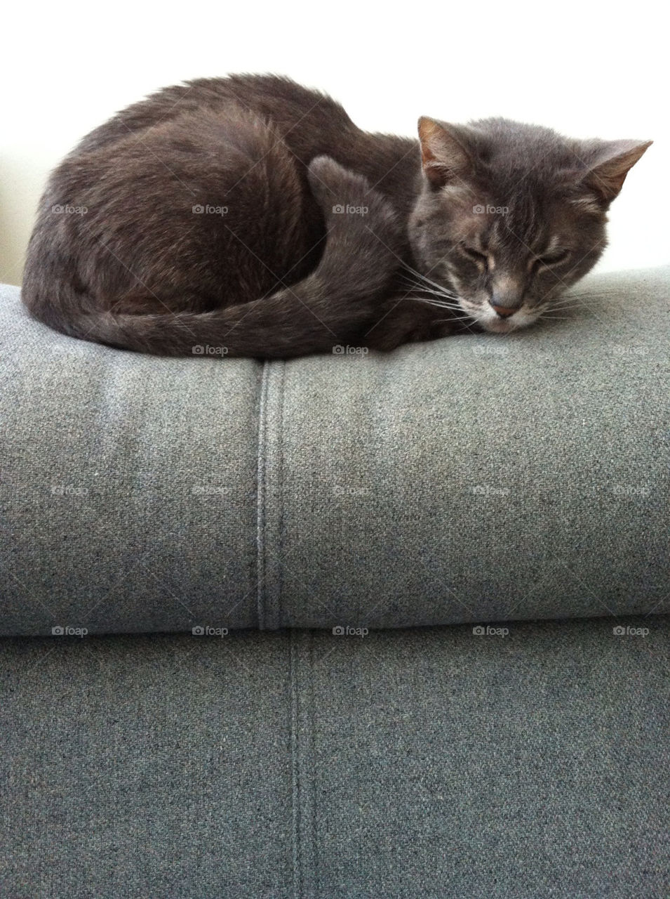 grey cat sofa nap by m_licardo