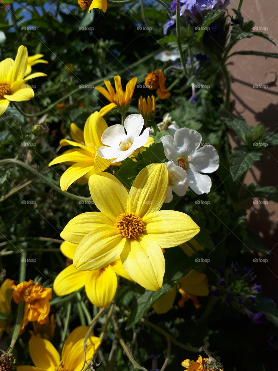 Cluster of yellow and white flowers against green foliage