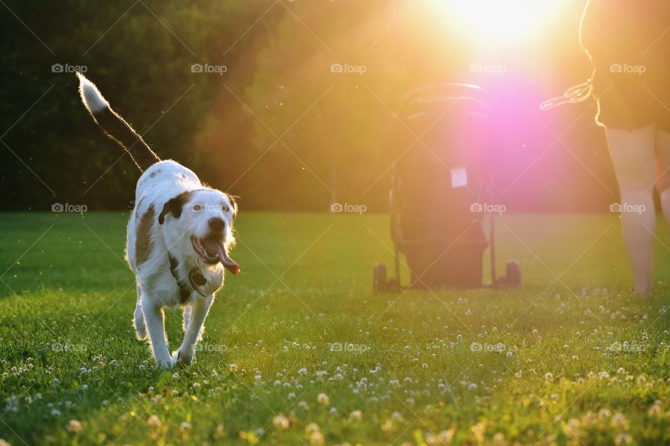 Beautiful terrier hound mixed breed dog playing in field of grass in summer evening sunlight 