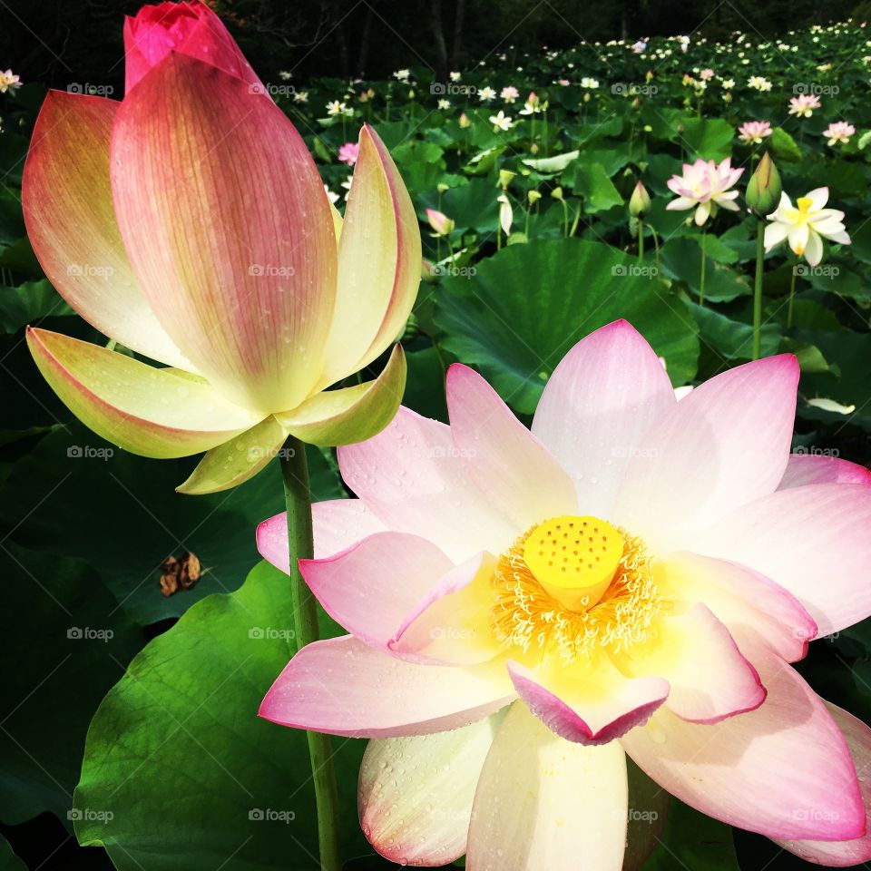 Lotus garden 2 